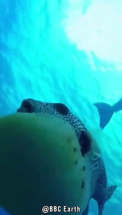 Delfine Gönnen Sich Kugelfisch