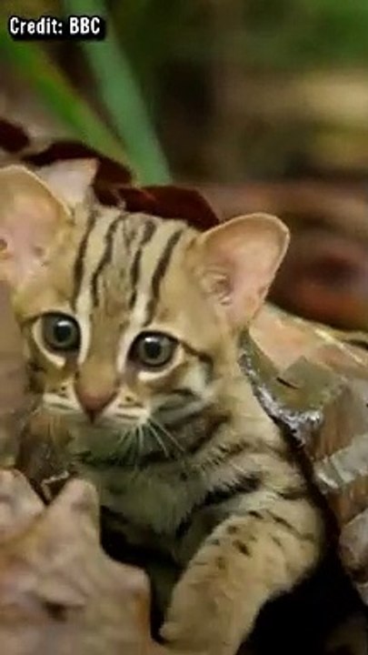 Die Kleinste Katze Der Welt