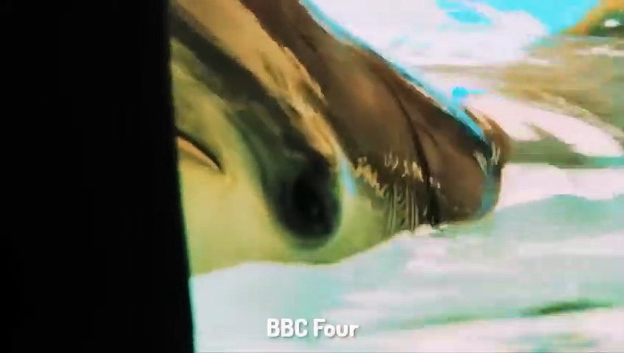 Der Delfin, der sich Selbst das Leben nahm