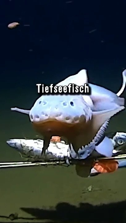 Tiefster Tiefsee Fisch Der Welt - Scheibenbauch