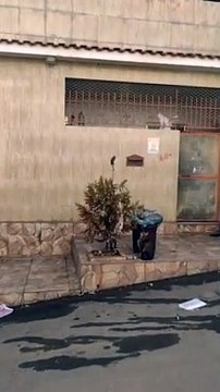 Les chats essaient d'atteindre le rat