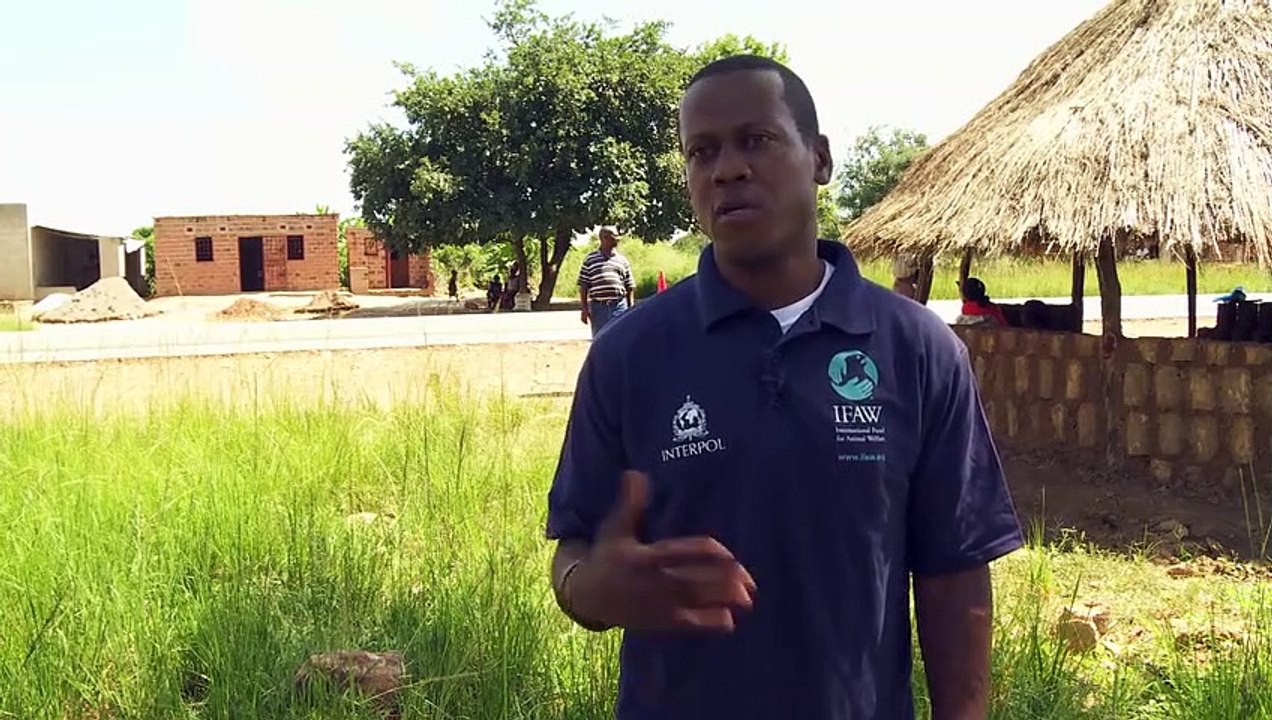 IFAW - INTERPOL  Operation Worthy  overview