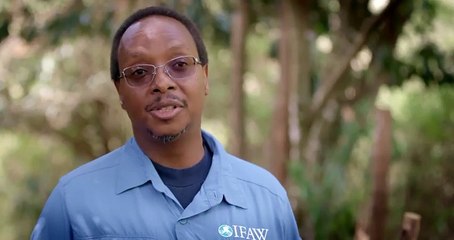 How Many Elephants Exist in Tsavo An Elephant Census