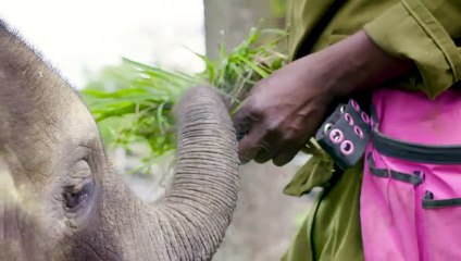 Together, we're building a better future for elephants