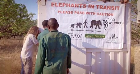 Moving Day - Two Orphan Elephants Are One Step Closer to Release