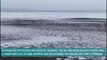 Algas asiáticas invaden las playas de Cádiz y Málaga