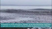 Algas asiáticas invaden las playas de Cádiz y Málaga