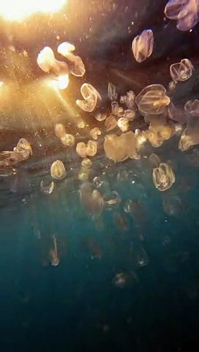 Comb Jellies Sparkle In Sunbeams