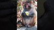 Funny and Cute Monkey Videos Compilation 2019 P12 - Monkey Videos(1080P_HD)
