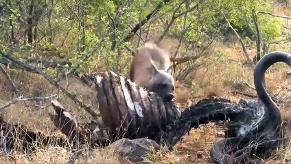 BROWN HYENA _ the nightmare of cheetahs and leopards_ Brown hyena vs lion and wild dogs_(1080P_60FPS)