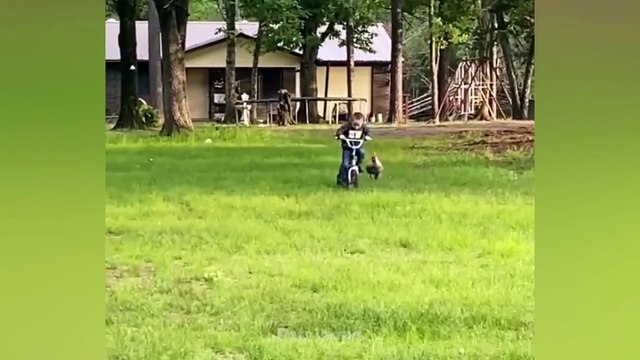 Chicken Wants To Bite Dog - Funny Scared Dogs Reaction _ Pets Island(1080P_HD)