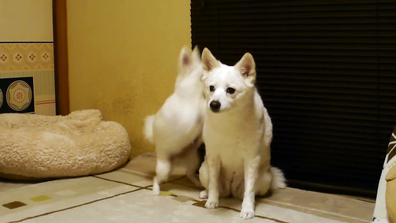 マジギレされる犬(1080P_HD)