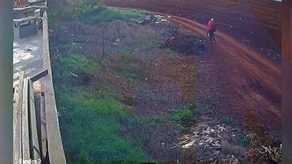 Homem abandona quatro filhotes de cachorro no Cascavel Velho; veja vídeo