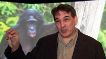 Scientists perform remote health checks on chimpanzees