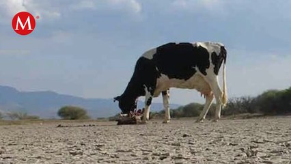 Sequía provoca reducción del 50% en la producción de queso en Istmo de Tehuantepec