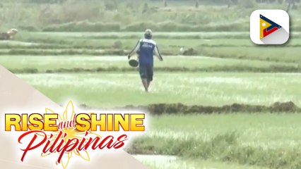 Mga magsasaka, hindi dapat tumigil sa pagtatanim sa kabila ng banta ng El Niño, ayon sa DA