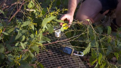 Researchers and rangers study HWO best to capture feral cats