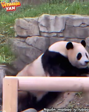 Fubao chính thức đạt danh hiệu cô gấu trúc quậy nhất năm