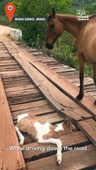 Incredible Baby Horse Rescue! #viral #trending