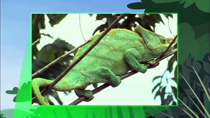 Wild Kratts - Chameleons Rule!