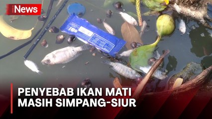 Ratusan Ikan di Situ Rawa Arum Kota Cilegon Mati Mengapung