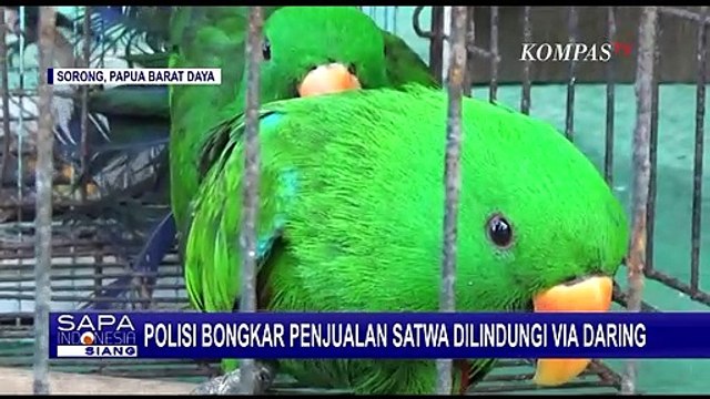Polisi Bongkar Penjualan Satwa Dilindungi via Daring di Kota Sorong, 2 Orang Diamankan