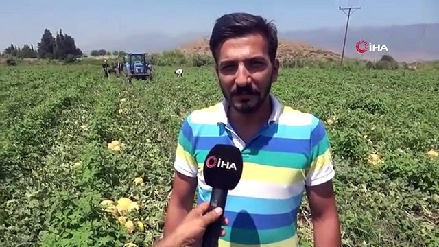 Enkaz kent Hatay'da yüz güldüren hasat: Kavun tarlada 11 TL'den alıcı buluyor