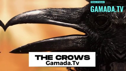 Crows:Guardians of legends and protectors of ancient tales
