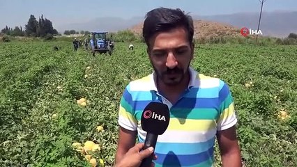 Récolte dans la ville en ruines de Hatay： Melon trouve des acheteurs sur le terrain pour 11 TL
