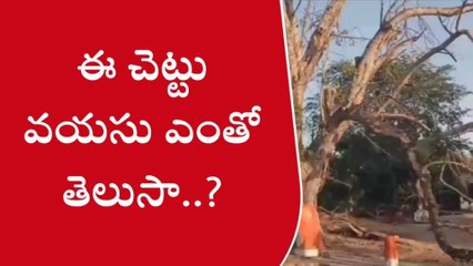 హుజూరాబాద్: ఈ చెట్టు చరిత్ర అంతా ఇంతా కాదు !