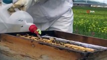 Arıcılar tedirgin; Sağanak yağışlar bal verimini olumsuz etkiliyor