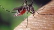 Prof. Dr. Şener'den 'istilacı sivrisinek' uyarısı