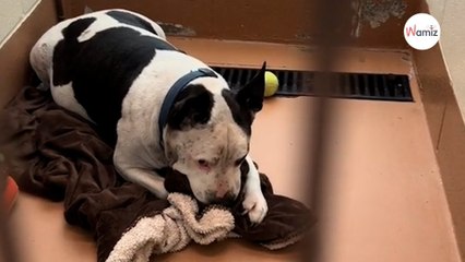Un chien âgé vit depuis 632 jours au refuge pour une raison qui brise le cœur de 2,1M de personnes (vidéo)