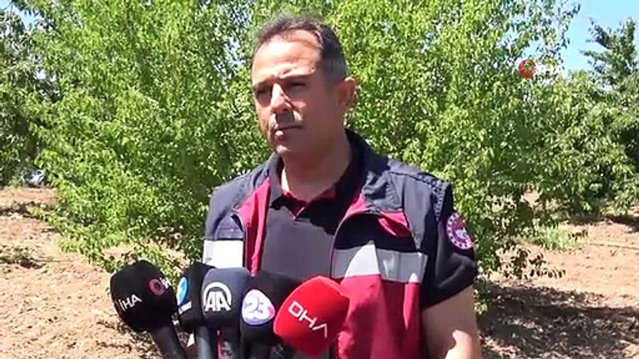7 bin dekar alanda kiraz hasadı sürüyor