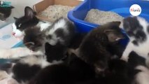 Cette chatte errante a mis au monde 11 chatons  en l'examinant, un détail surprend les volontaires
