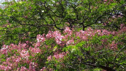 Hoa đào đã nở rộ ở Vườn quốc gia Cát Tiên