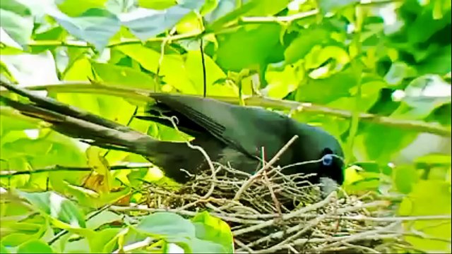 Vườn quốc gia Cát Tiên, truyền thuyết về vùng đất của các loài hoang dã. Paradise for wildlife in V