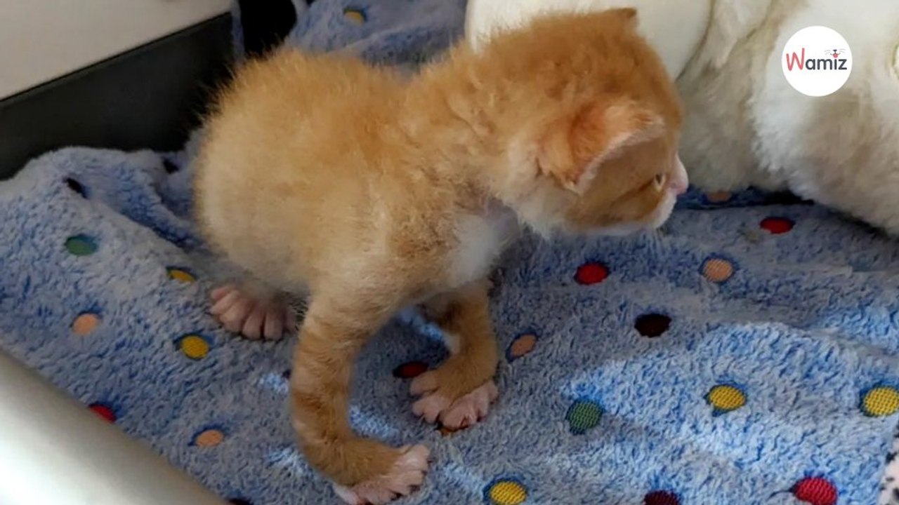 Un chaton naît avec les pattes tordues  son ange-gardien va changer son destin au bout de 4 jours