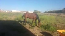 Los caballos también sufren las picaduras de la mosca negra