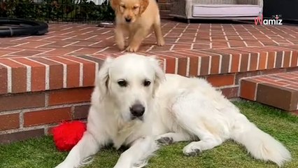 Le chiot s'amuse dans le jardin avec une idée précise en tête  5,7M de personnes sont hilares (vidéo)