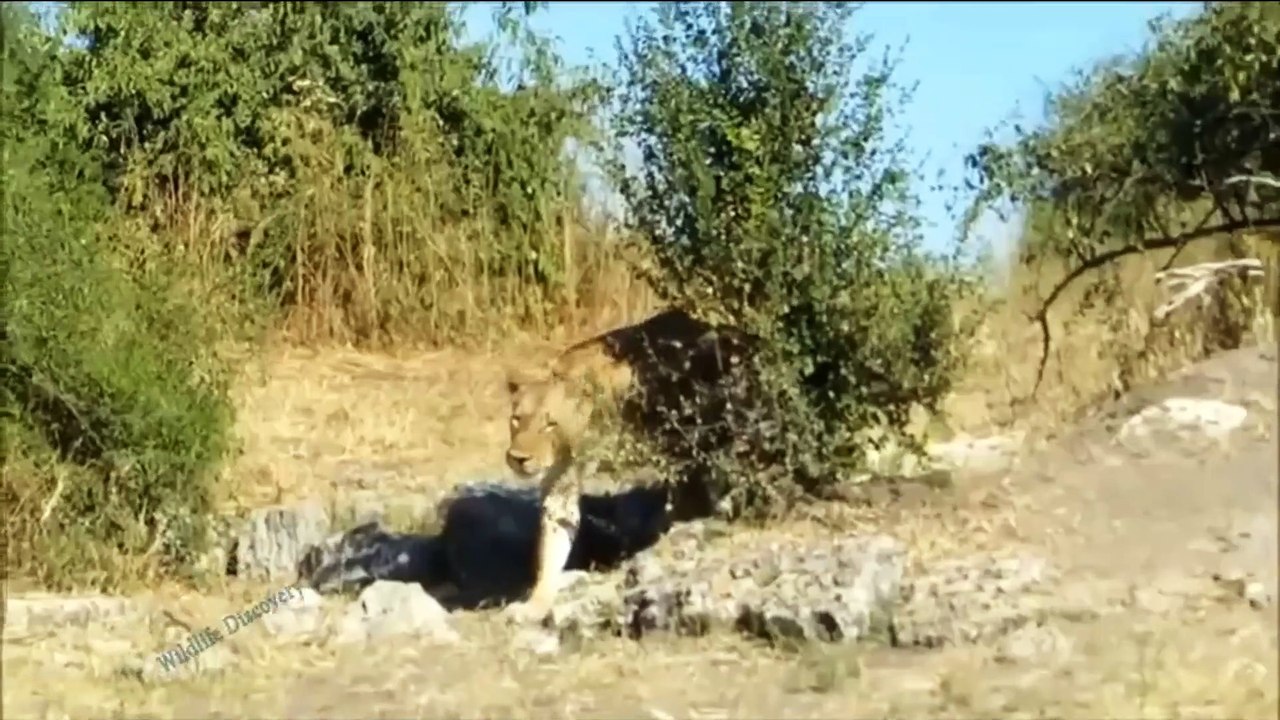 What happend????Aggressive Lion were tortured toexhaustion by angry Giraffe While trying to hunt