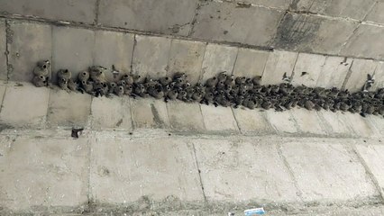 चिडि़याओं के मिट्टी के घोंसले बनाने की कला देख लोग भी चकित