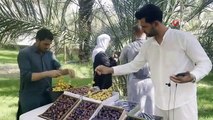 Medine hurma bahçelerinde hasat başladı