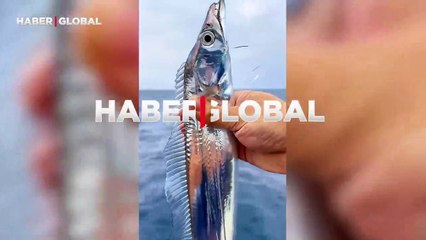 Kılkuyruk balığının büyüleyici görüntüsü izlenme rekorları kırdı