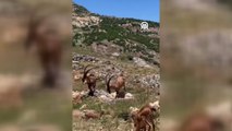 Koruma altındaki yaban keçilerinin kavgası görüntülendi