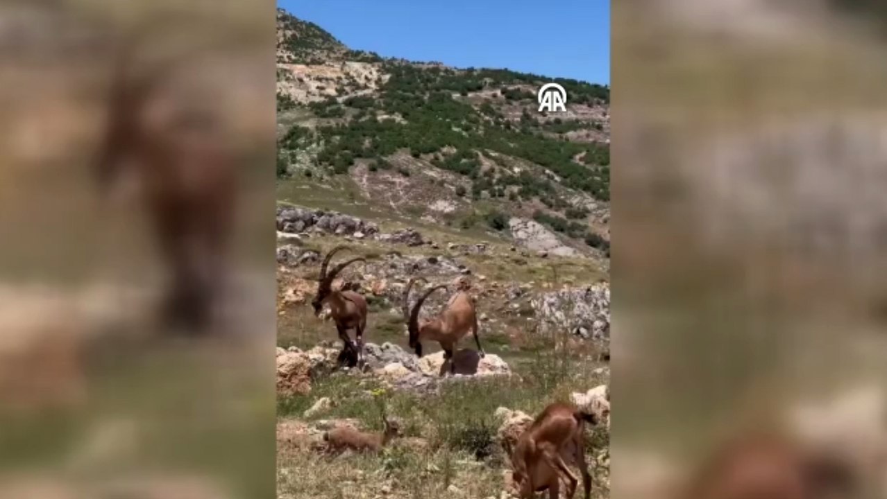 Koruma altındaki yaban keçilerinin kavgası görüntülendi