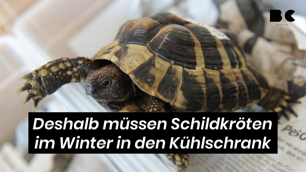 Deshalb müssen Schildkröten im Winter in den Kühlschrank