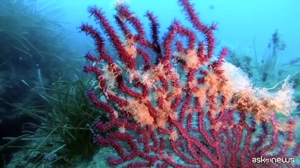 Al Seif il Mediterraneo da tutelare, tra blue economy e progetti green