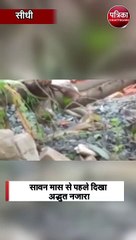 सावन मास से पहले  दिखा अद्भुत नजारा