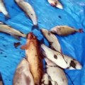 Thames Water fined £3.34m - Anglers naming dead fish